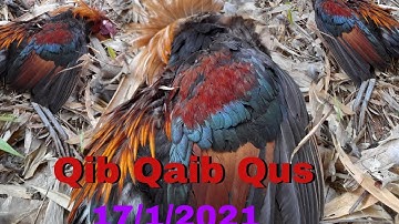 HUNTING. yo hav zoov dib qaib qus tuaj zoo tiag2 li nawb.17/1/2021