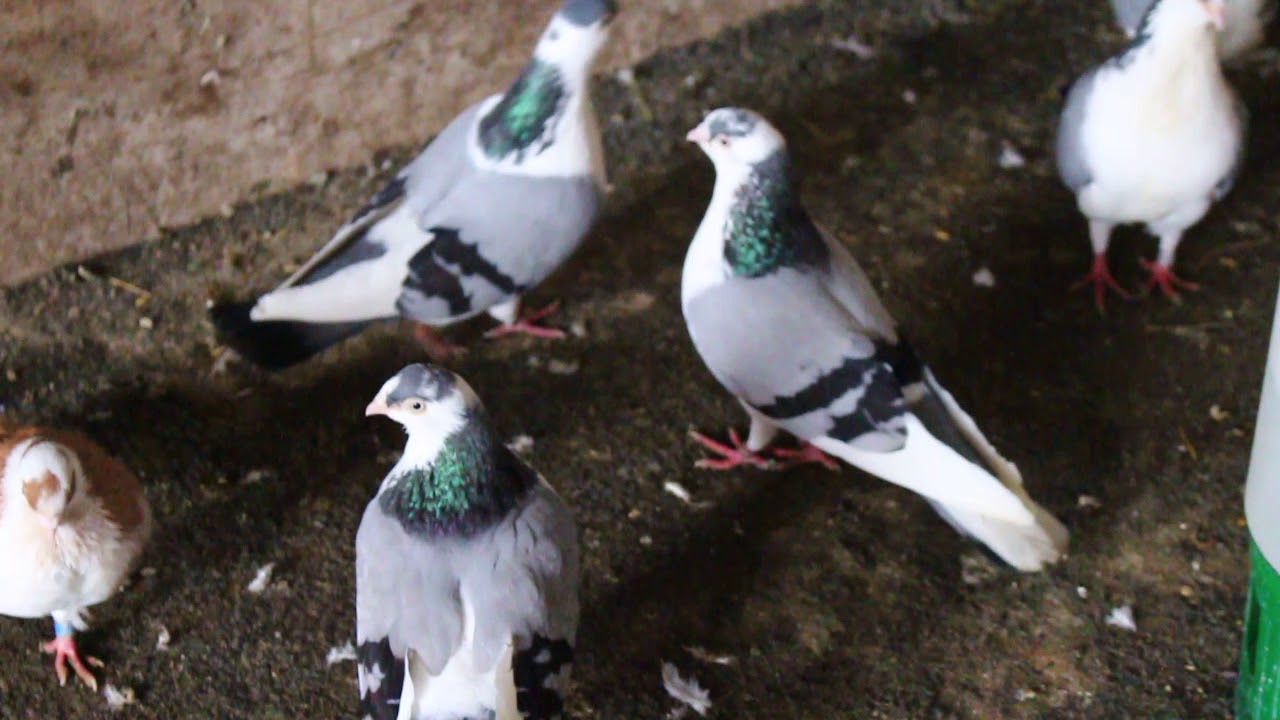 Porumbei Frumosi 2018