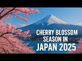 Cherry Blossom Season in Japan 2025 | Ultimate Sakura Travel Guide (Best Spots & Tips)