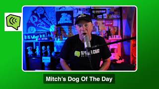 Mitch s Dog of the Day 20 Free NFL Pick NFL Picks Predictions and Betting Tips