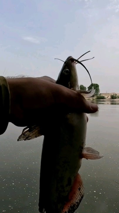 На Кубани его ненавидят!#рыбалка #рыба #fishing #рыбак #охота # ...