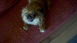 Molly  crazy Pekingese