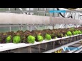 Viscon Hydroponics - Fully Automated Hydroponic System - Gipmans