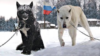 10 Безумных Российских Пород Собак!