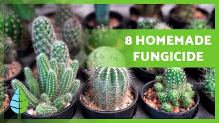 SAVE YOUR CACTUS! 🌵 8 DIY Fungicide Recipes at Home