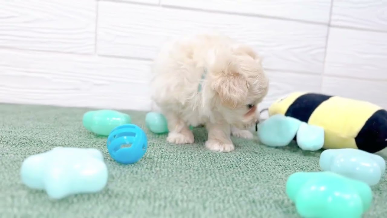 りんごちゃん青