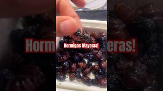 Las Famosas Hormigas Culonas O Mayeras Las Has Probado??