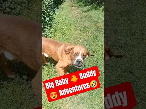 Buddy 😎 Happiest moments 🥳 #shorts #dog by Dogs Of Africa