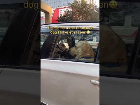 PoV : This is most introvert Labrador dog I have ever seen 😂😂🤣🤣 #dog #funny #labrador