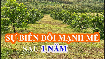 Béc bù áp giúp cây Mít tốt hơn ngay cả trên địa hình đồi dốc nước khan hiếm