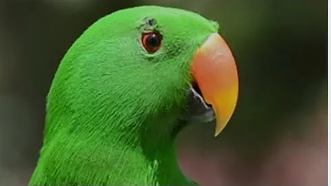 Vibrant Macaw in 4K Relaxing Forest Ambience ( Parrot)