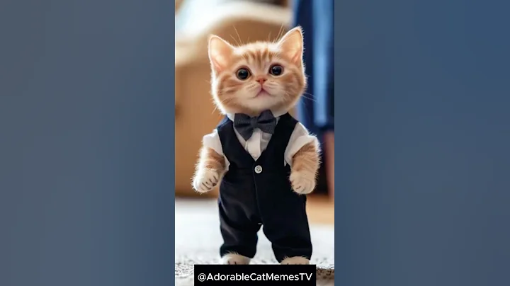 Watch the video about Adorable Kitten in Bow Tie Steals the Show! 🐱🎀
