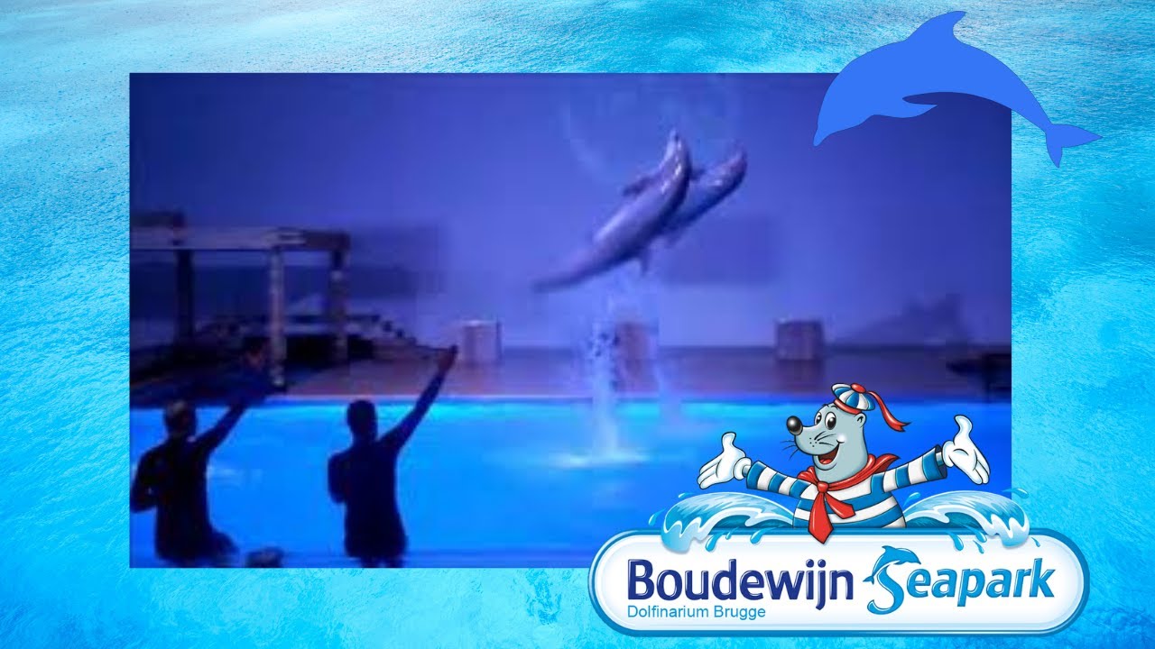 J Aime Les Dauphins Ils Sont Trop Mignons Youtube J Aime Les Dauphins Ils Sont Trop Mignons Youtube