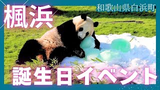 動画】パンダの「楓浜」4歳の誕生日祝う 和歌山県白浜町：紀伊
