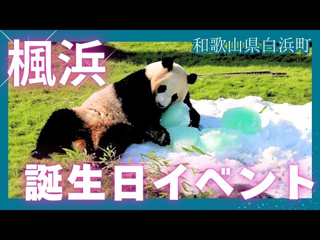 楓浜 アドベンチャーワールド　誕生記念ポスター72×51cm 白浜市配布非売品 楓浜 アドベンチャーワールド 誕生記念ポスター72×51cm 白浜市