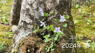 Violets Spring 2024