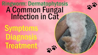 Ringworm in Cats || Ringworm Symptoms in Cats ||Ringworm Treatment for Cats ||