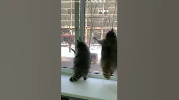 Енот Прыгает На Окно #Shorts