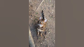 Cat Awesome Jump #love#like#nature#anime#animals#amazing#animal#cat#cats#instagram#instagood#happy