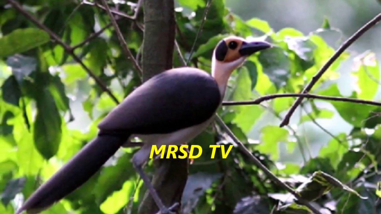48 White-necked Rockfowl Birds On Earth! Top 48 Picathartes Rockfowl 44