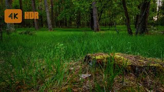 Singing of spring birds in the evening forest  Sounds of nature  Spring Ambience