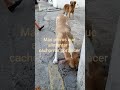 cachorros por nacer