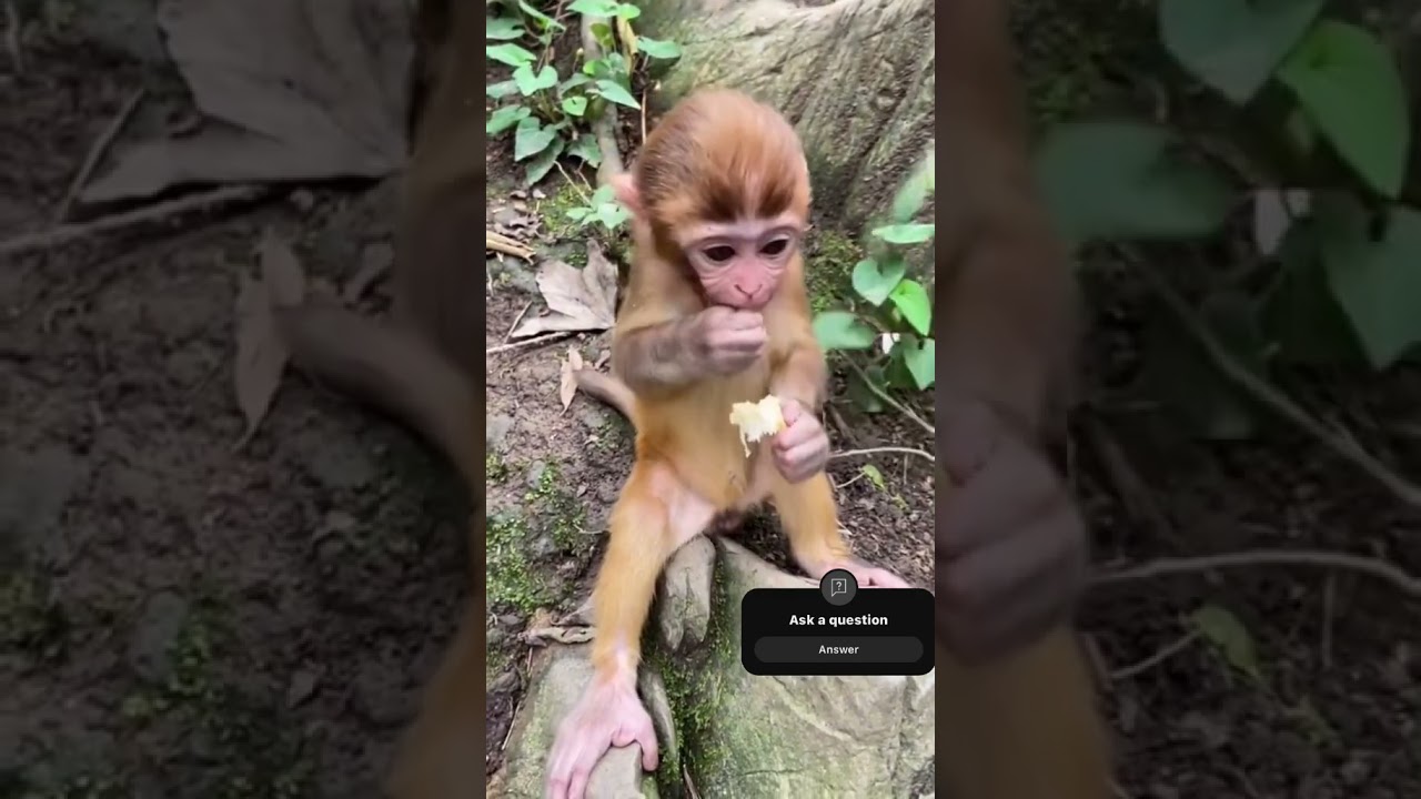 WHSTS WRONG WITH YOUR MOUTH  🐒 #whatsappstatus #monkey#animals#bonding #love