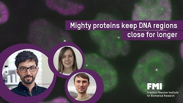 Video: Mighty proteins keep DNA regions close for longer