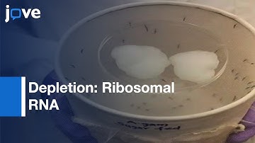 Depletion Of Ribosomal RNA For Mosquito Gut Metagenomic RNA-seq l Protocol Preview