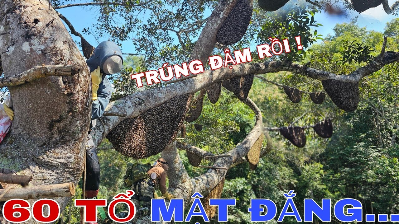 KHAI THÁC 60 TỔ ONG KHOÁI ĐẮNG TRÊN CÂY ĐA CỔ THỤ !