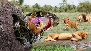 Tragic | Giant Python Ambushes And Destroys The Lion Family