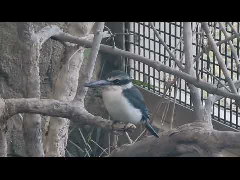 White-collared kingfisher