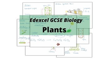 The WHOLE of Edexcel GCSE Biology PLANTS