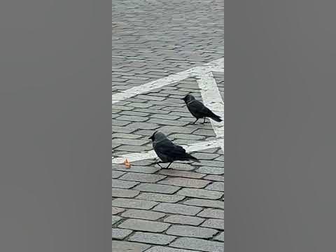 Утренний проминад # shorts - YouTube