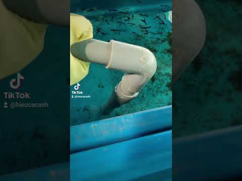 Video Bao nhiêu ngày thay nước cá 7 màu - youtube