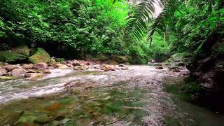 Nature Sounds Forest River Relaxation | White Noise Stream | Babbling Brook | ASMR | 1 Hour