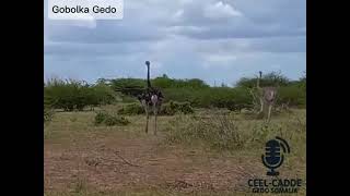 Geel , Kabaray, dagiiran, gorayo, noolayaal kala nooc ah oogu imow gobolka Gedo