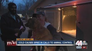 KCMO Animal Control taking calls on cold pets