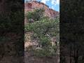 Identifying Pinyon Pines #plantidentification #desert #hiking #redrock