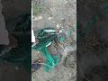 இன்னைக்கு எவ்வளவு ரோகு நமக்கு கிடைச்சிருக்கு பாருங்க நண்பர்களே