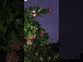 Morshum🌸⚡#love #viralshort #ytshots #bengalisong #valobasar_morshum #flowers @Mousumi.Lifestyle