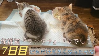 保護猫『ランタナ』『なでしこ』7日目です。どれだけ大きくなったかな