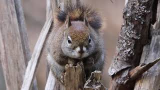 Red Squirrel Chatter Sound