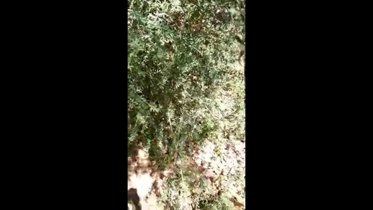 Berberis aristata,Indian Barberry