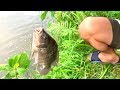 Best Fish Hunting Video  Tilapia Fishing  Hook Fishing