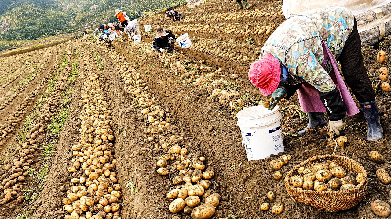 Мастер хрустящих картофельных чипсов! Фермер собирает и готовит 20 тонн картофеля — уличная еда