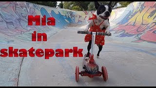 Dog rides the scooter in skatepark