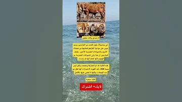 لا ي صد ق ولكنه حقيقيفي بوتسوانا يقوم العديد من المزارعين برسم عيون على مؤخرة أبقارهم لحمايتها 