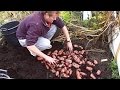 Container Pot Grown Potatoes Big Harvest : Blight Resistant Sarpo Mira