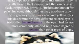 husky